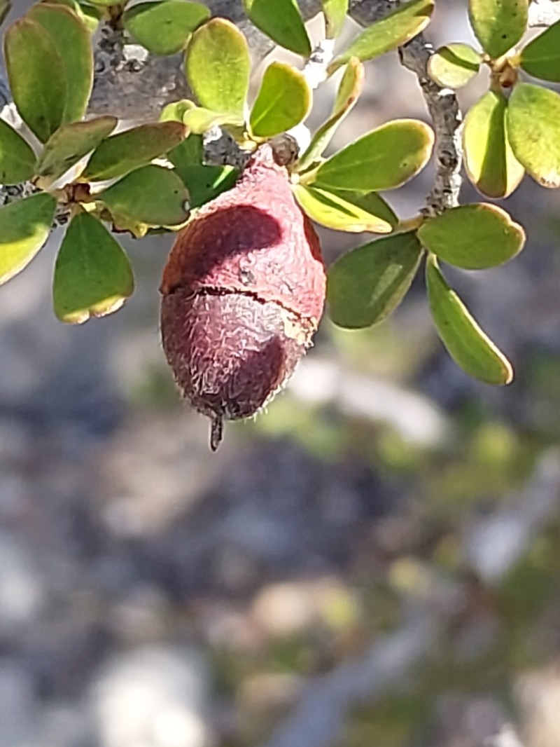 Diospyros manampetsae photo 4