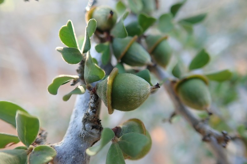 Diospyros manampetsae photo 5