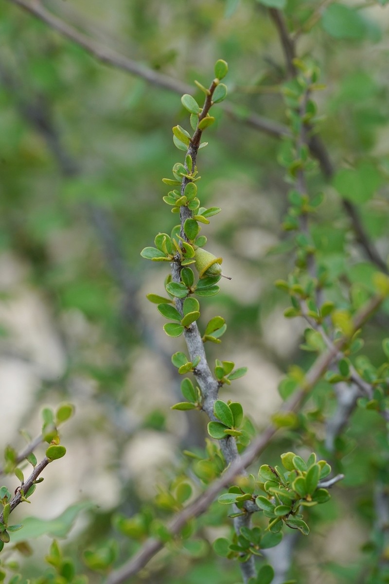 Diospyros manampetsae photo 6