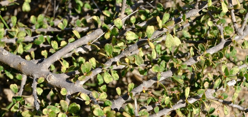 Diospyros manampetsae photo 7