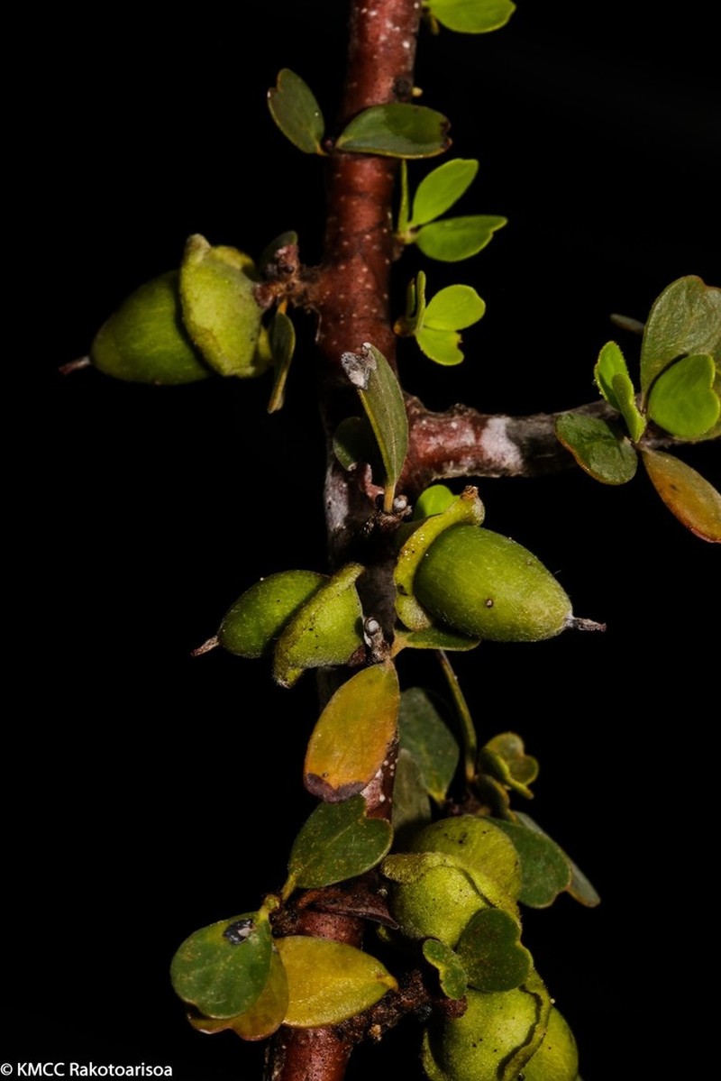 Diospyros manampetsae photo 8