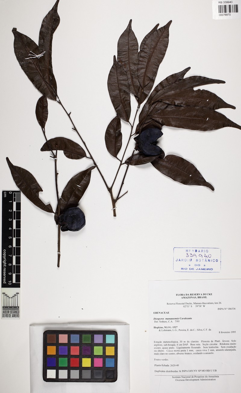 Diospyros manausensis