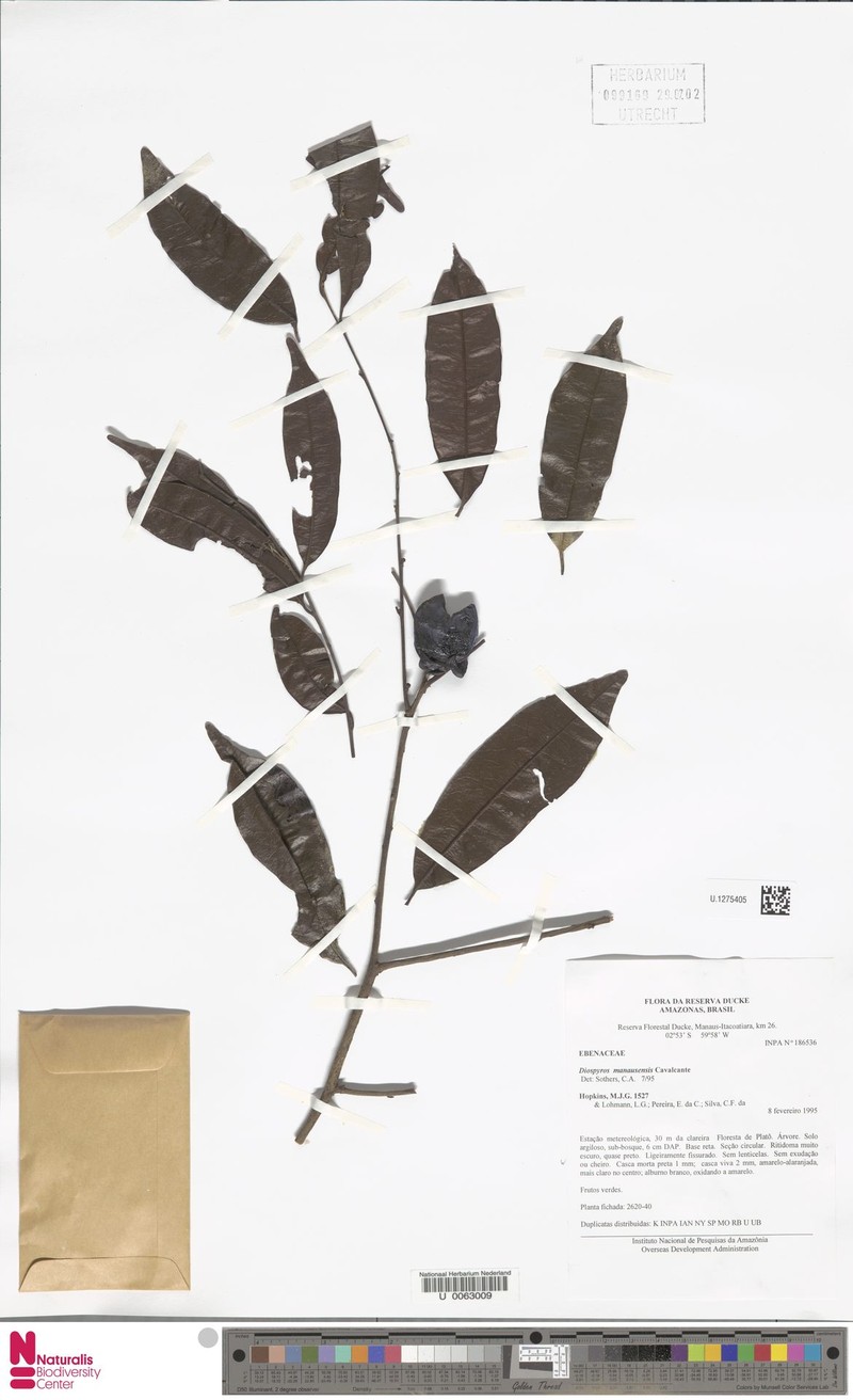 Diospyros manausensis photo 2