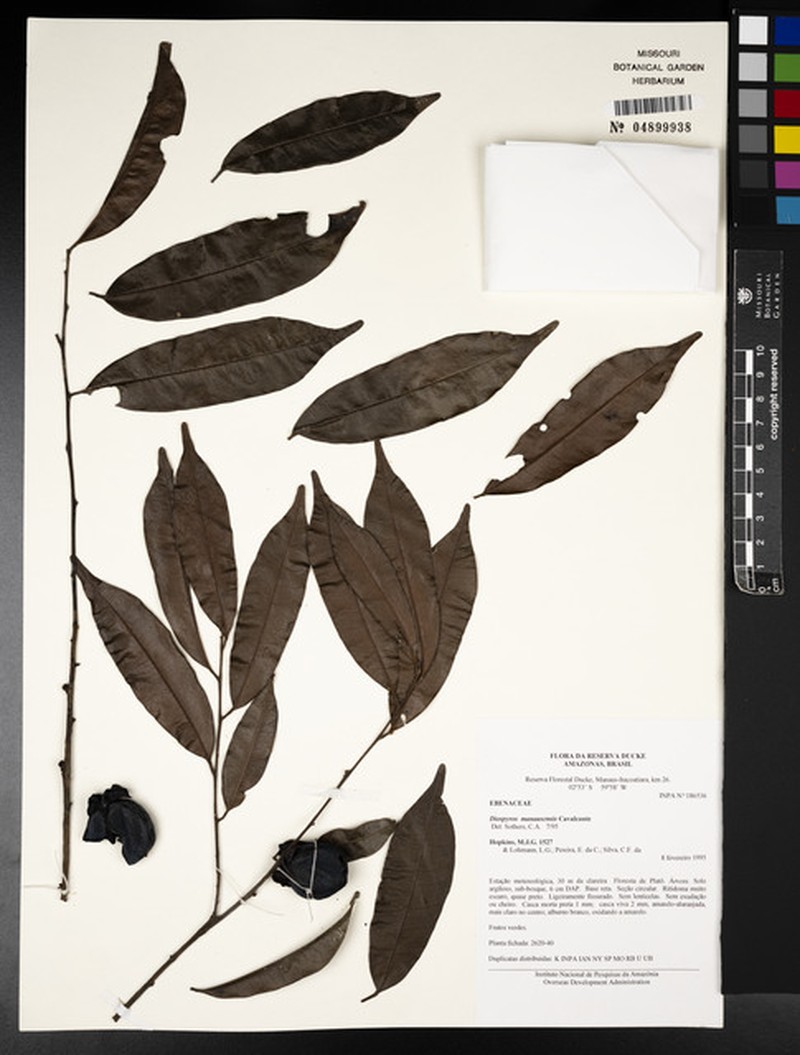 Diospyros manausensis photo 3