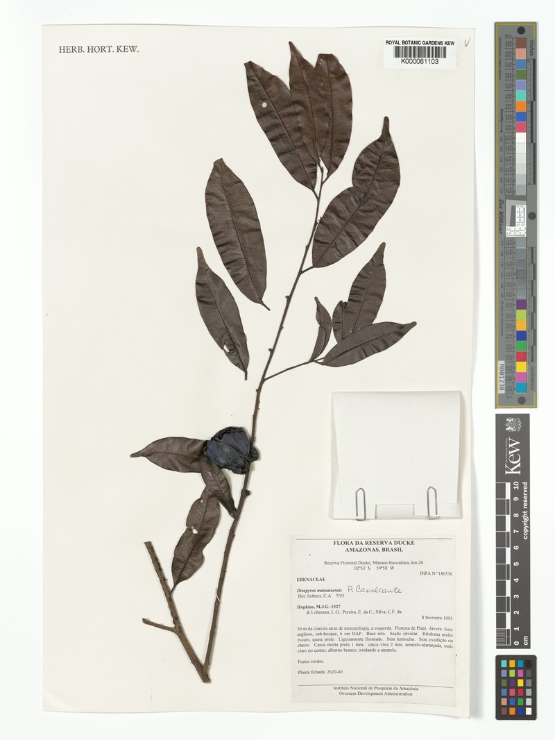 Diospyros manausensis photo 4