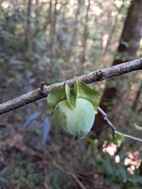 Diospyros mangabensis