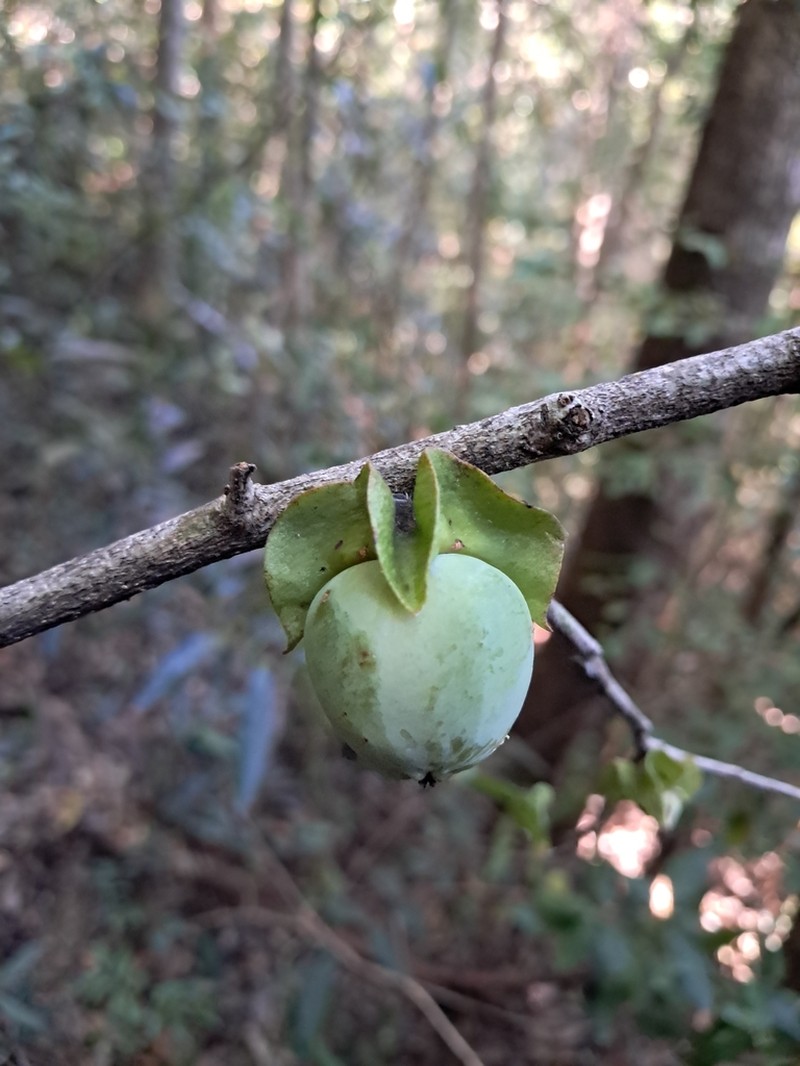 Diospyros mangabensis