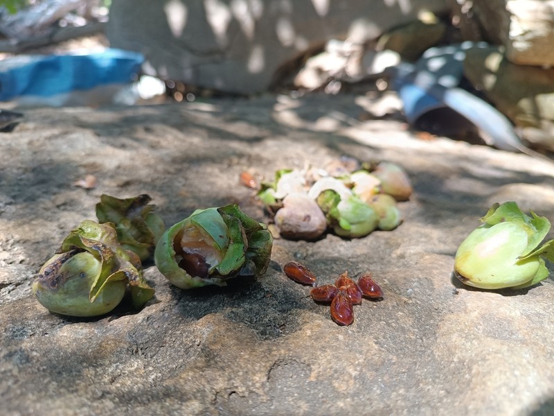Diospyros mangabensis photo 2