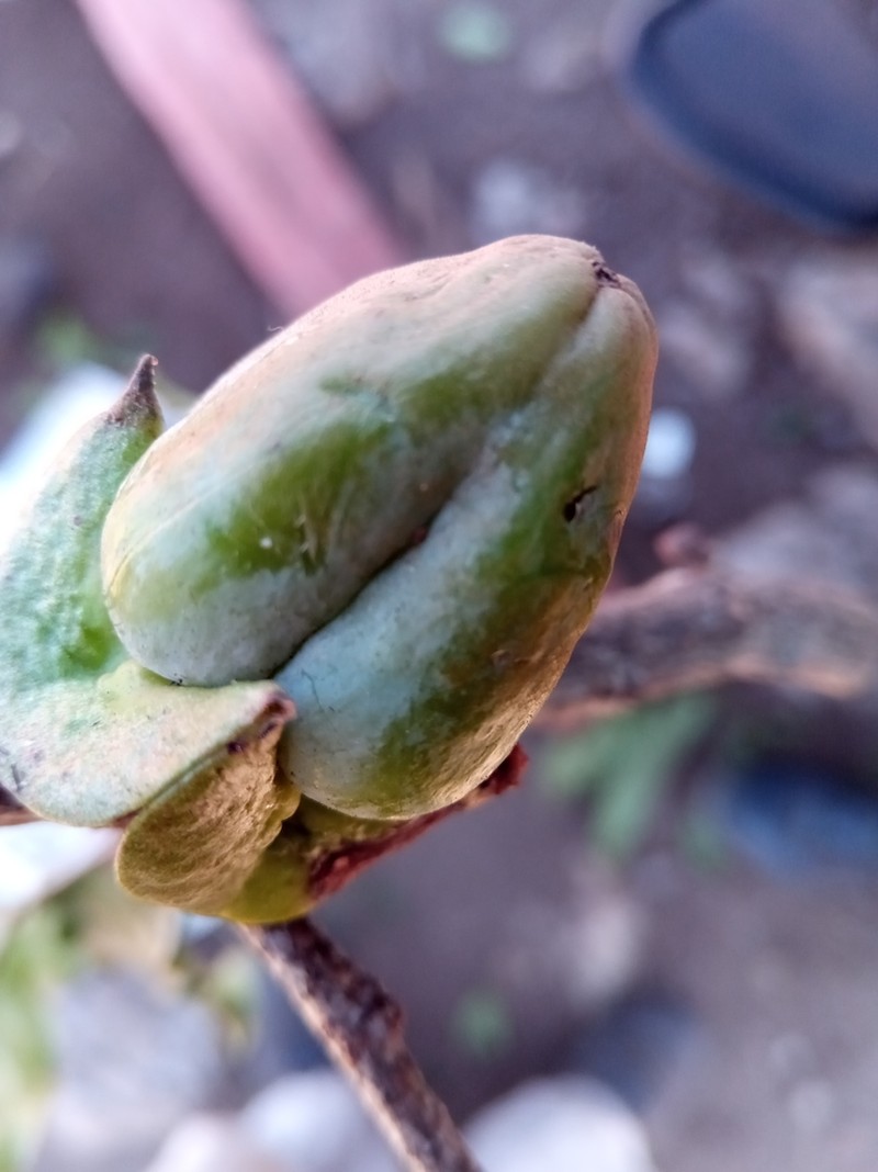 Diospyros mangabensis photo 3