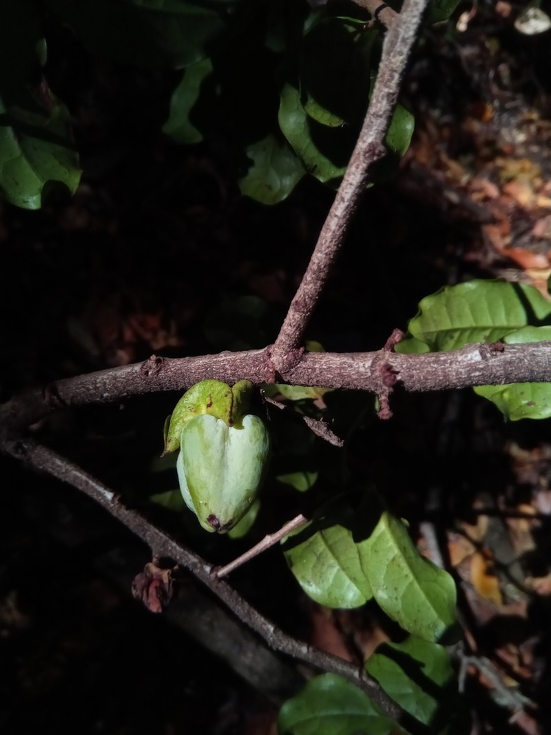Diospyros mangabensis photo 4