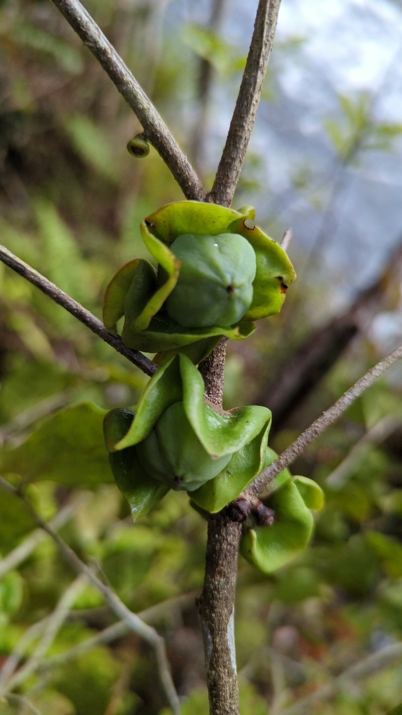 Diospyros mangabensis photo 6