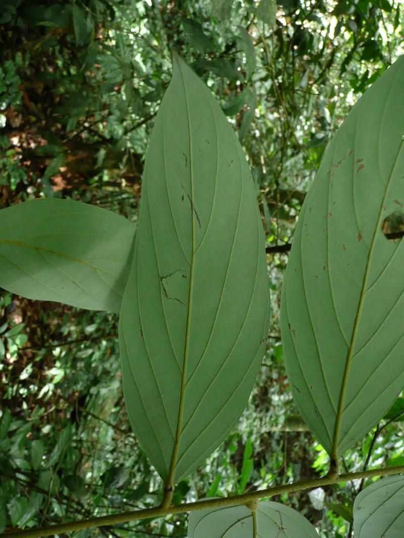 Diospyros mannii