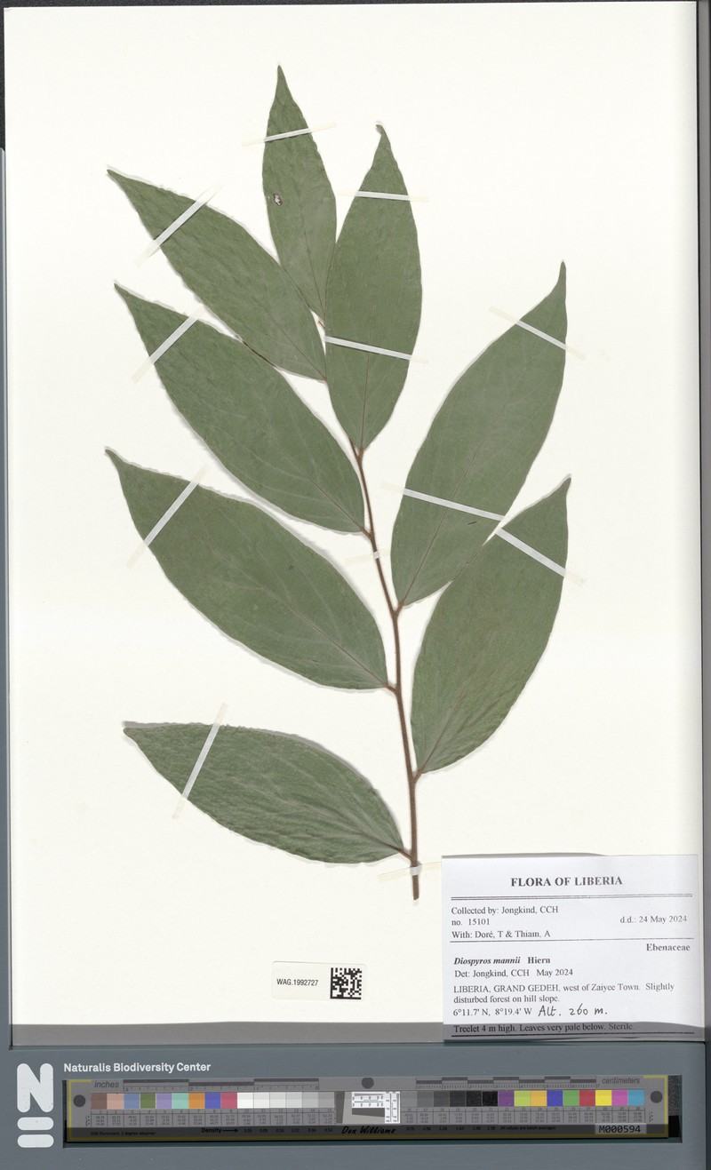 Diospyros mannii photo 2