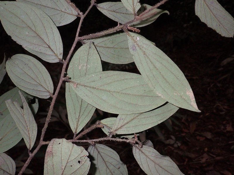 Diospyros mannii photo 3