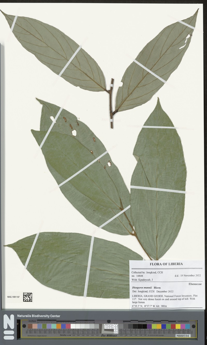 Diospyros mannii photo 4