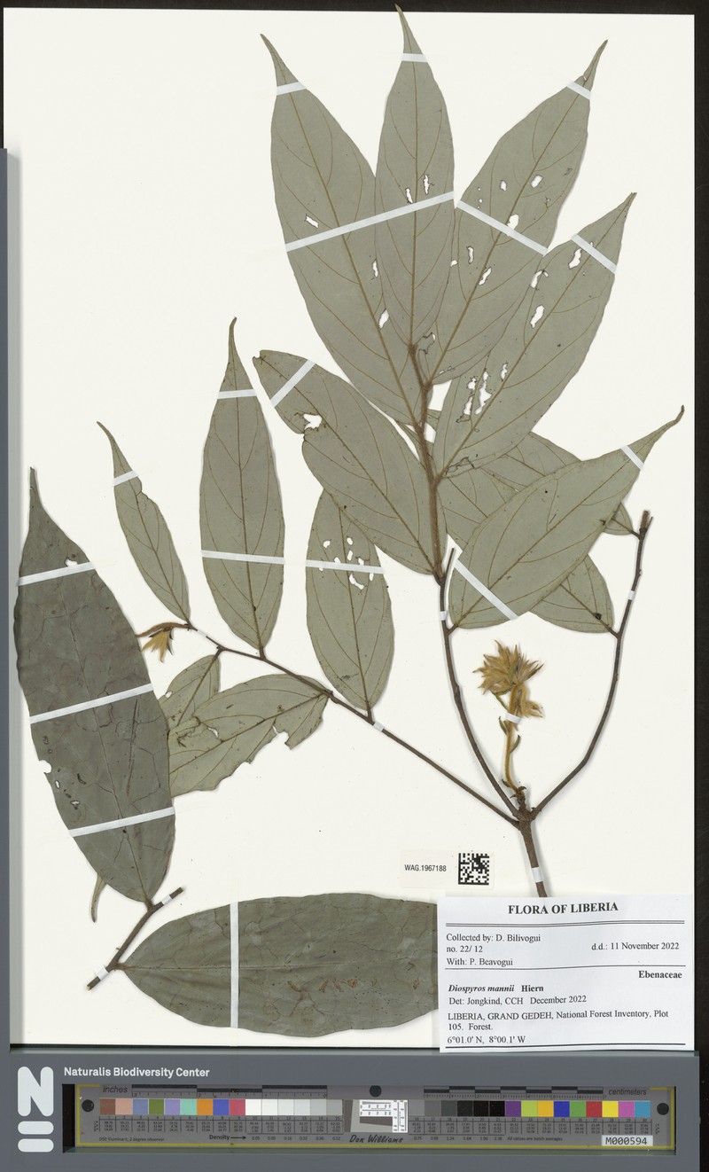 Diospyros mannii photo 5