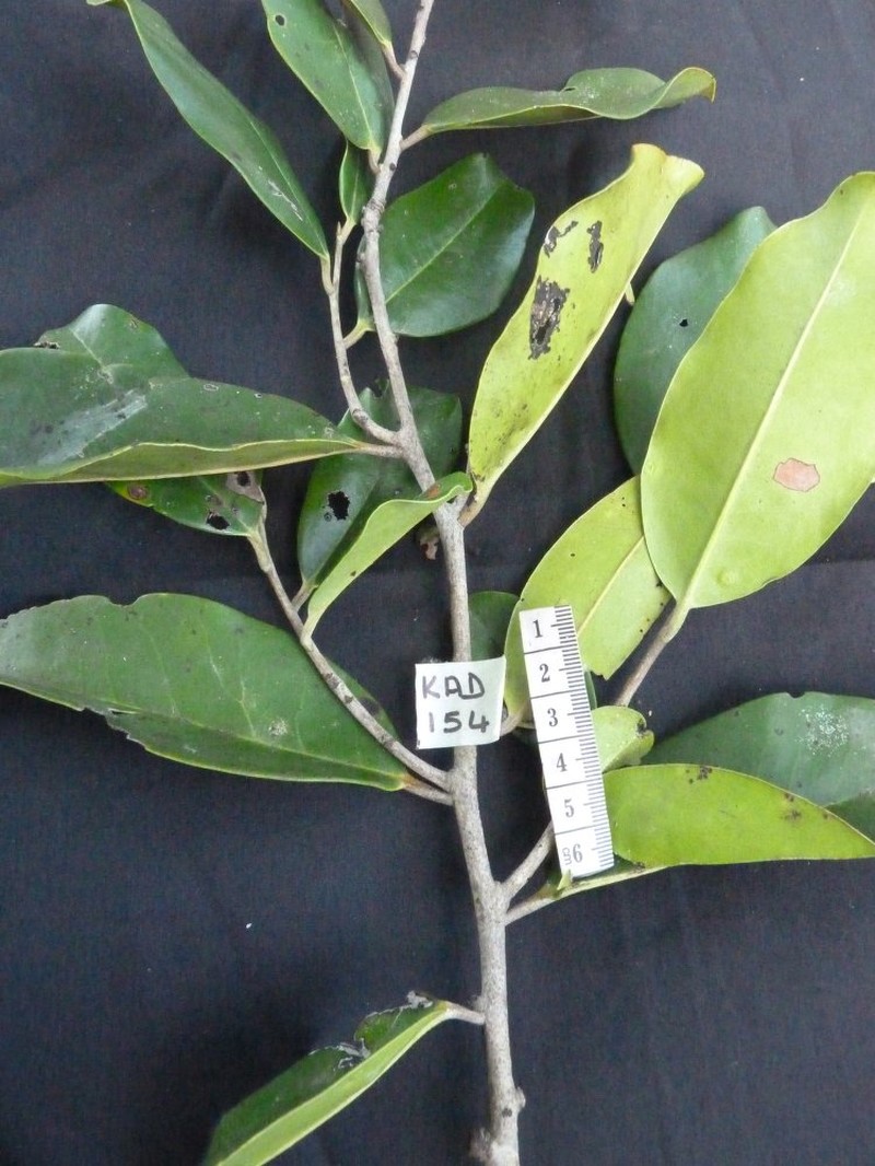 Diospyros manongarivensis