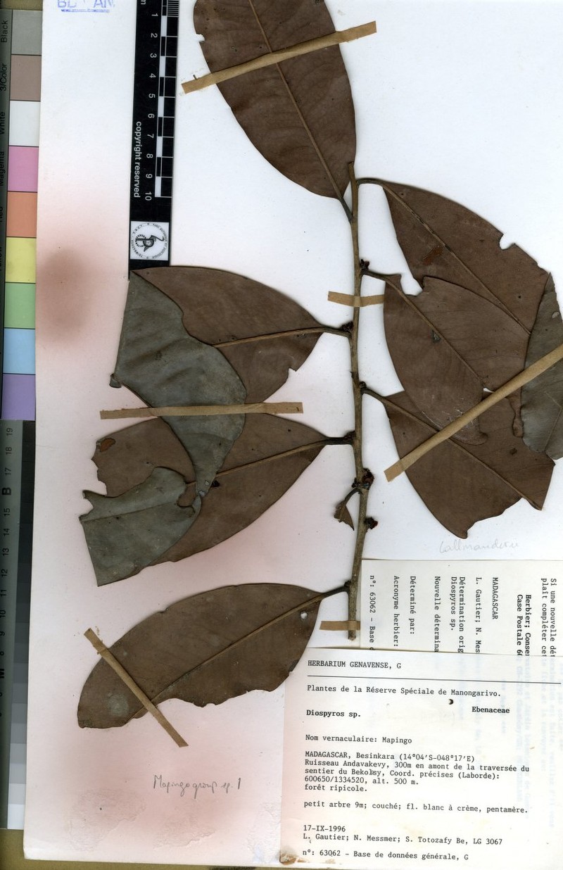 Diospyros manongarivensis photo 2
