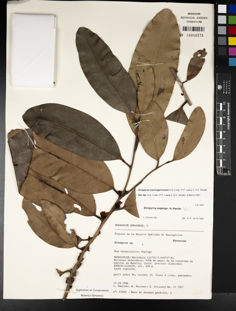Diospyros manongarivensis photo 3