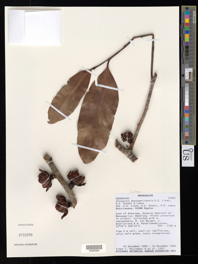 Diospyros manongarivensis photo 4