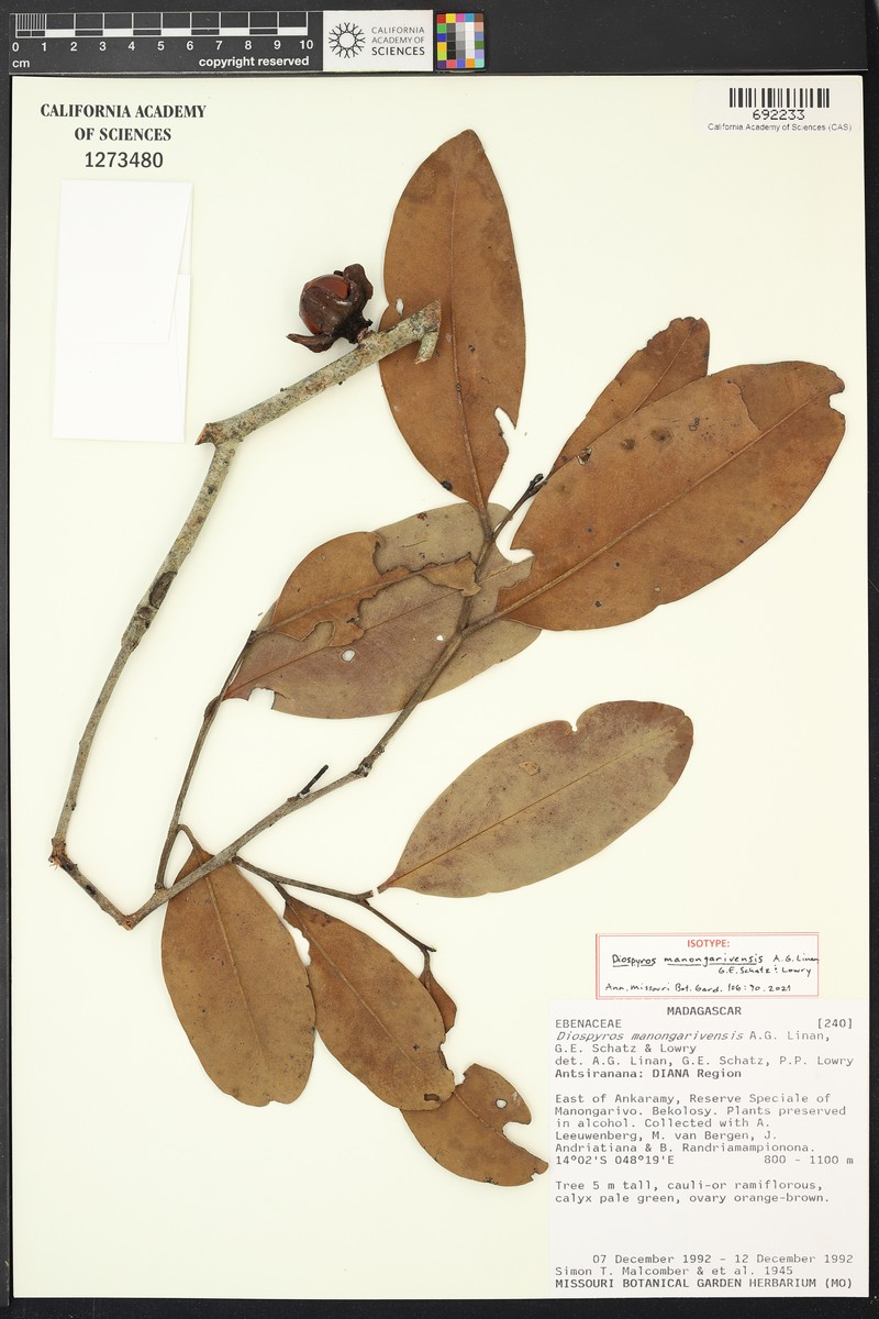 Diospyros manongarivensis photo 5