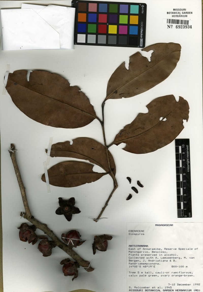 Diospyros manongarivensis photo 6