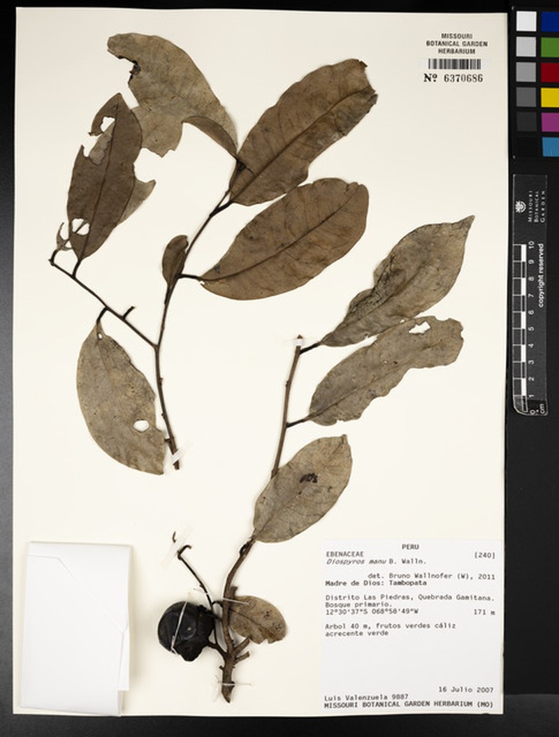 Diospyros manu