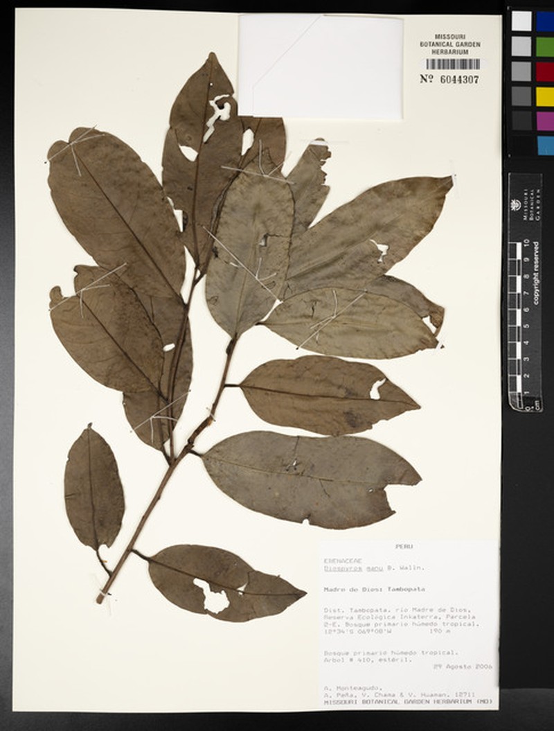 Diospyros manu photo 2