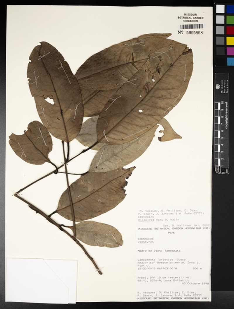 Diospyros manu photo 3