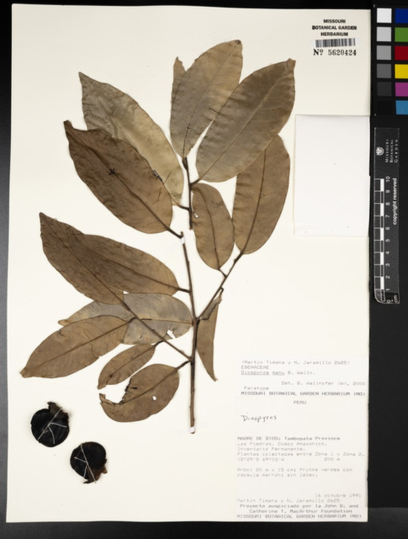 Diospyros manu photo 4
