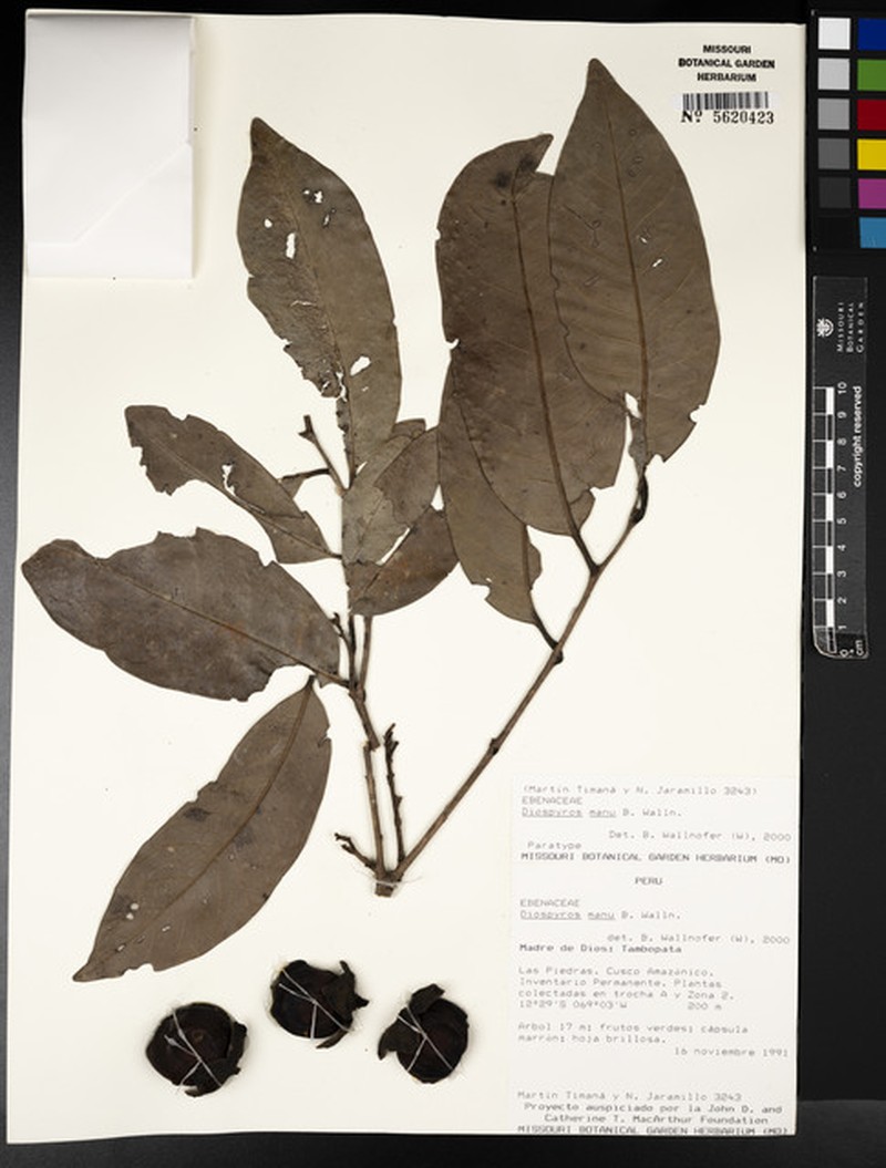 Diospyros manu photo 5
