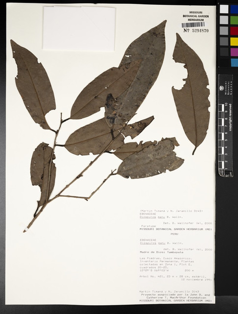Diospyros manu photo 6
