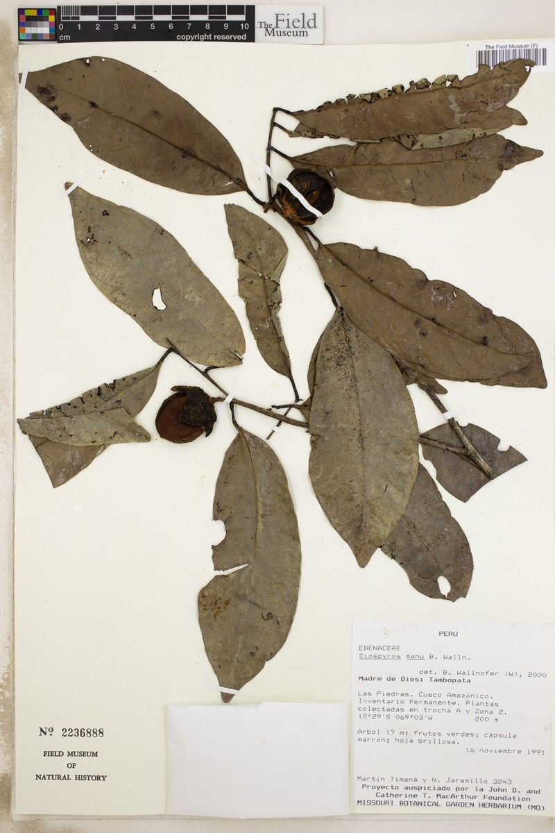 Diospyros manu photo 7