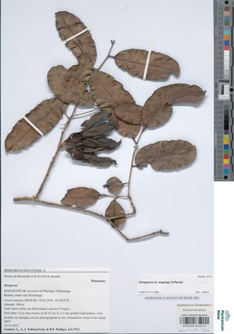 Diospyros mapingo