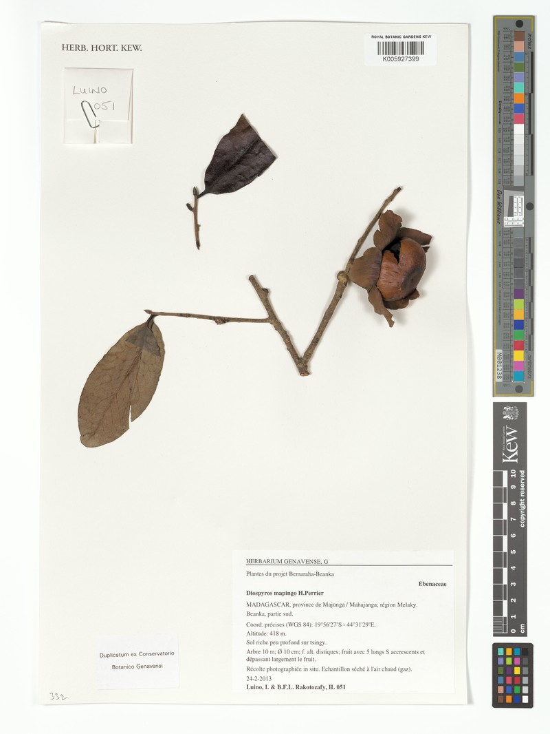 Diospyros mapingo photo 2