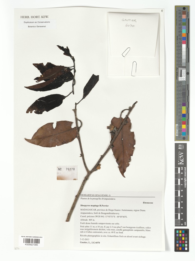 Diospyros mapingo photo 3