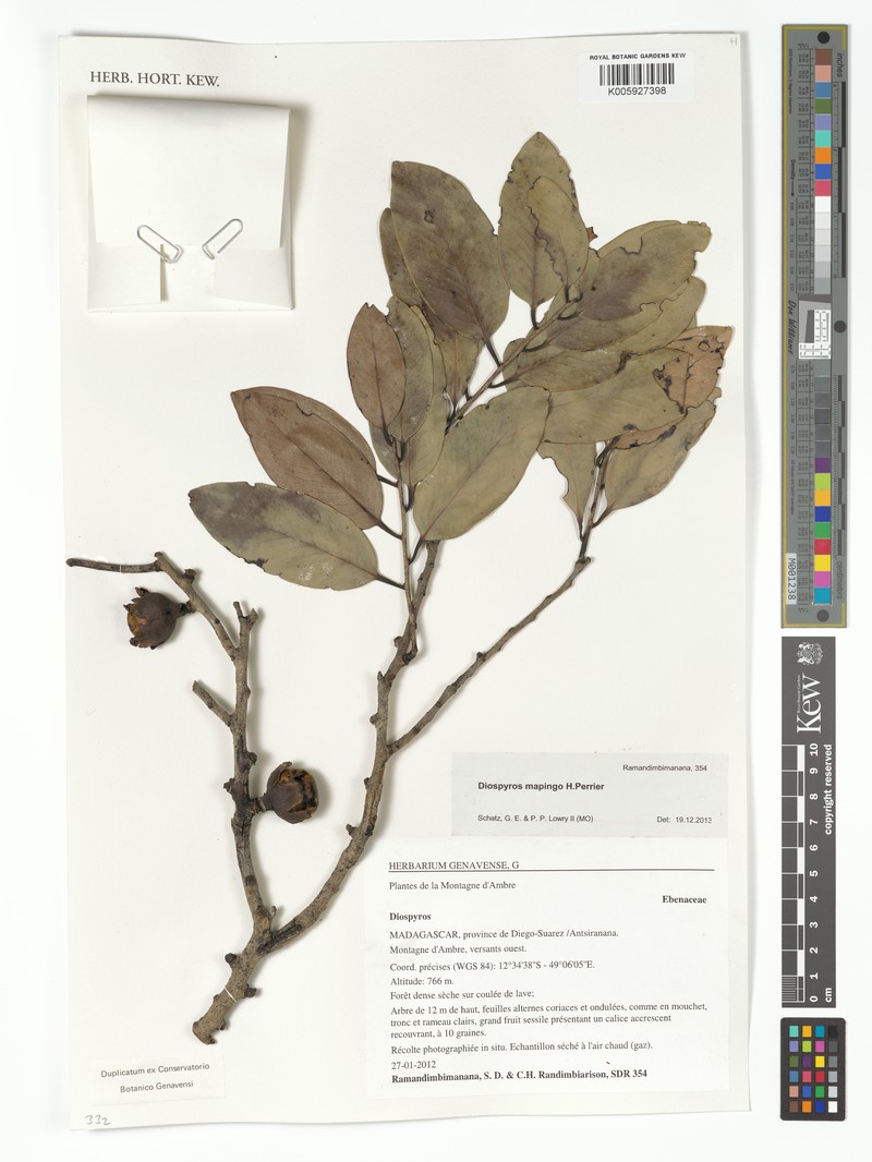 Diospyros mapingo photo 4
