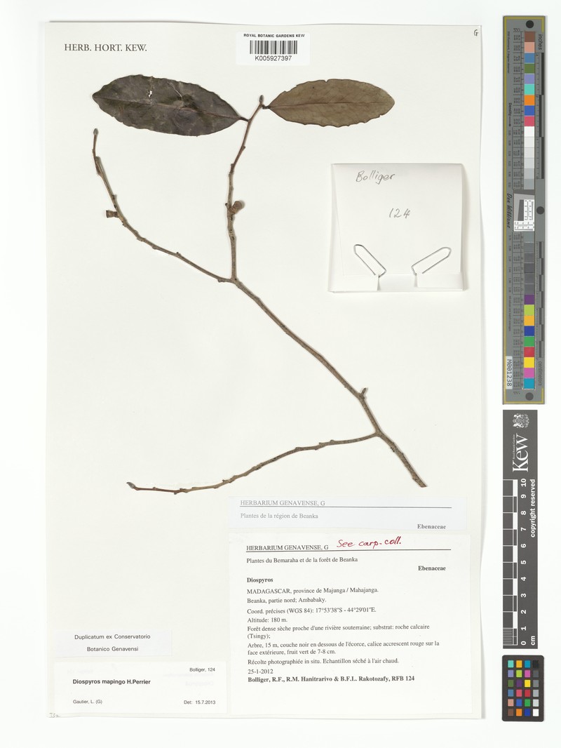 Diospyros mapingo photo 5