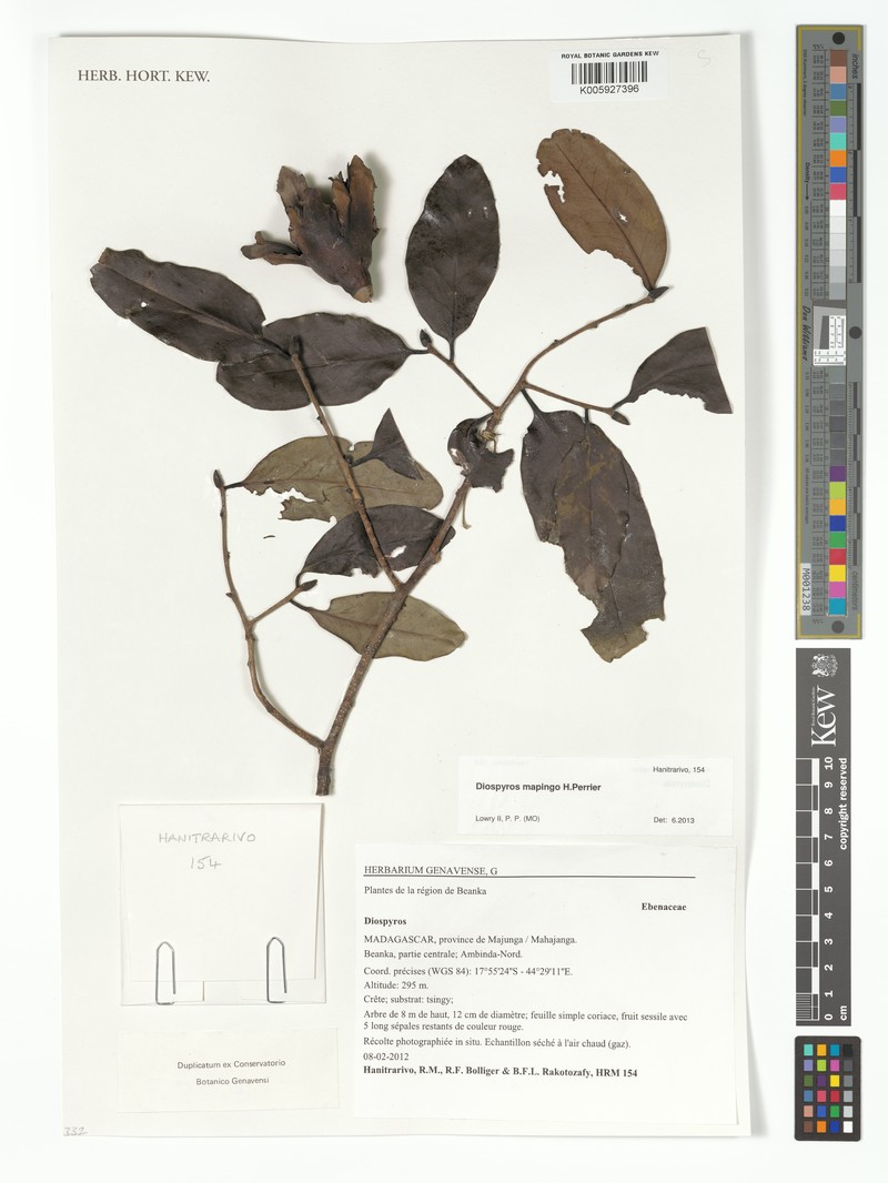 Diospyros mapingo photo 6