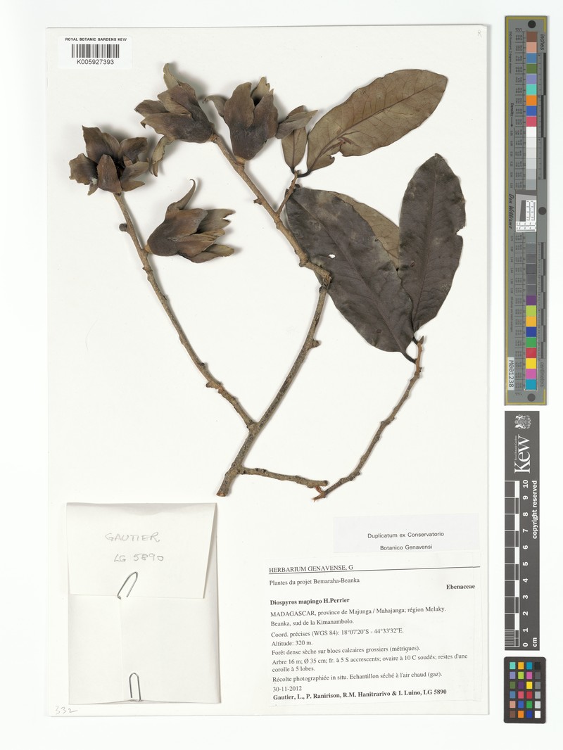 Diospyros mapingo photo 8