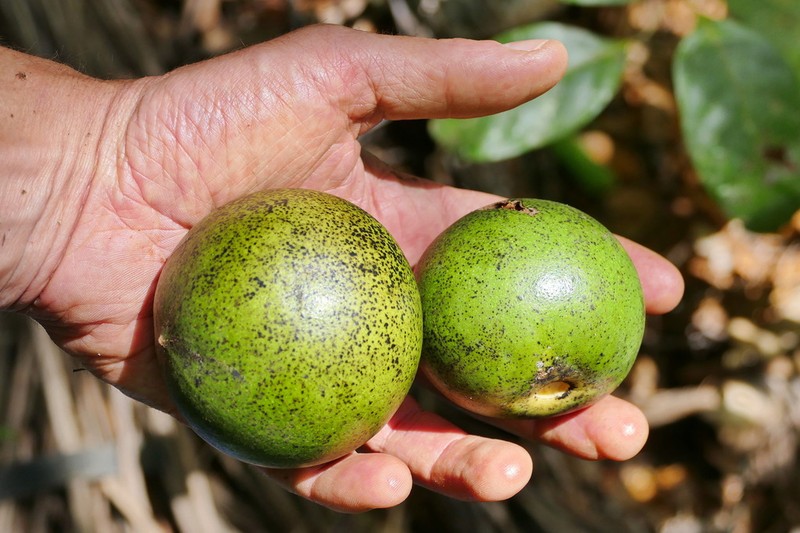 Diospyros margaretae
