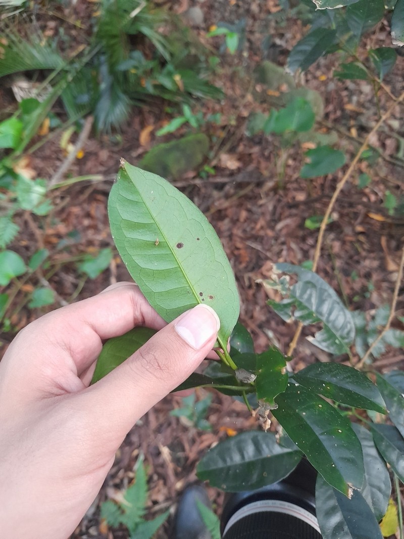 Malaysian Persimmon photo 3