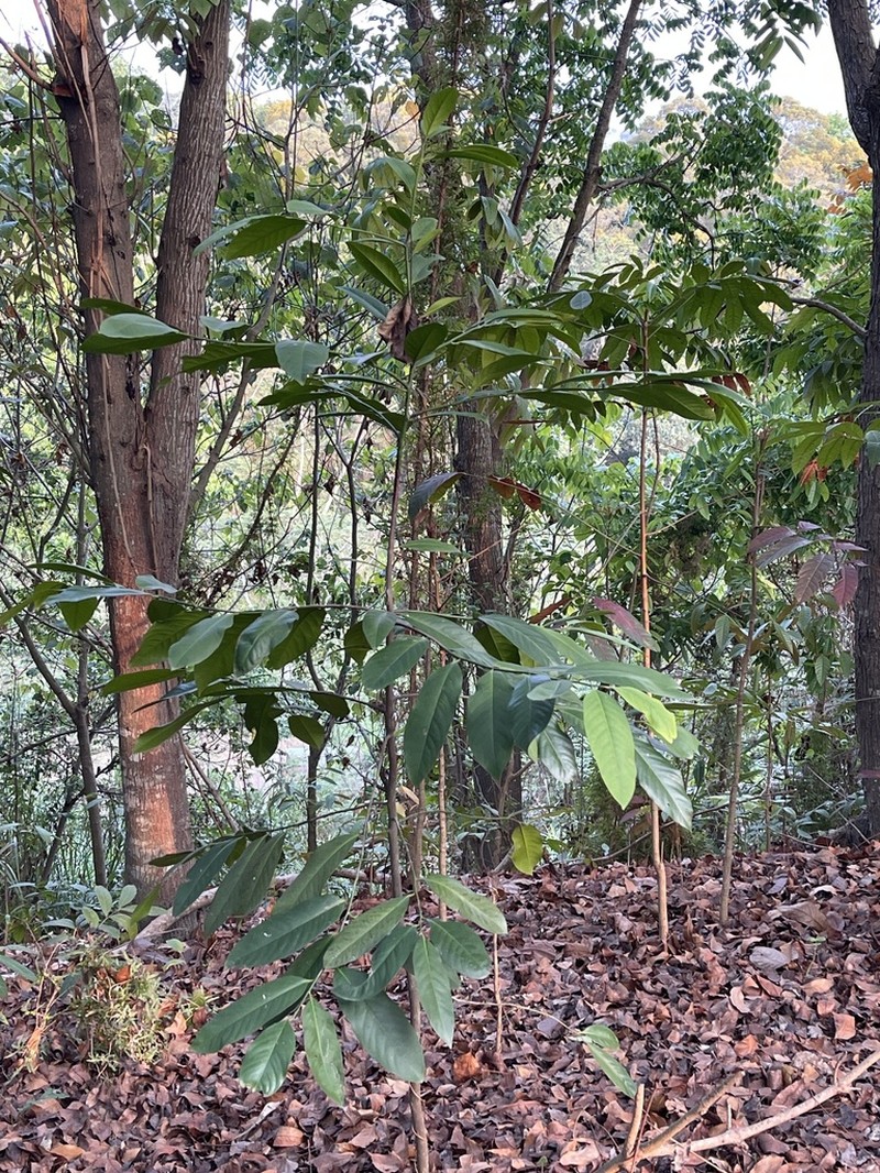 Malaysian Persimmon photo 4