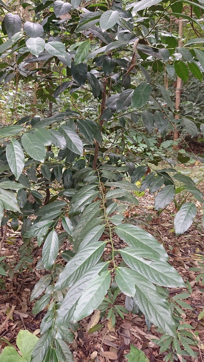 Malaysian Persimmon photo 5