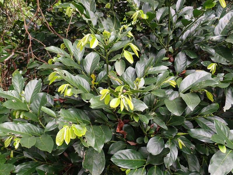 Malaysian Persimmon photo 6