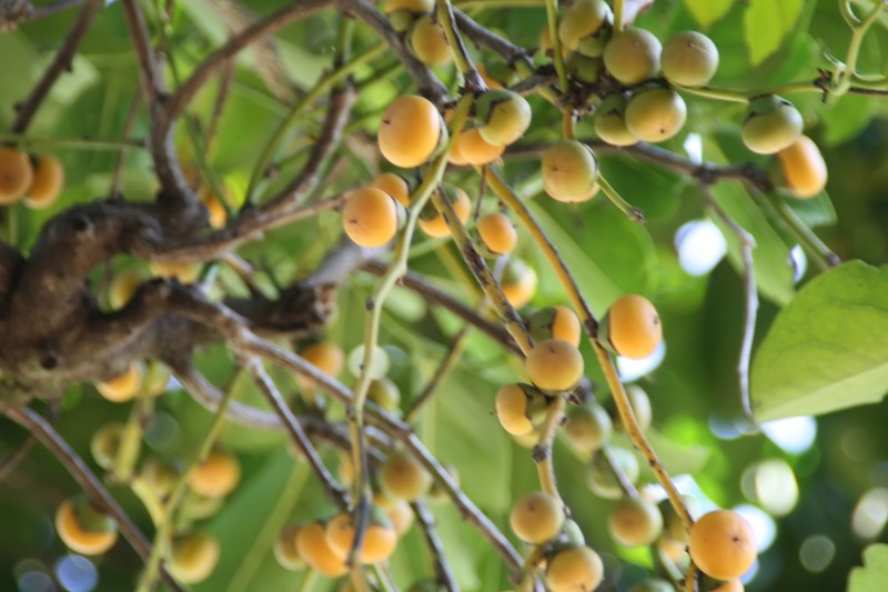 Malaysian Persimmon photo 5