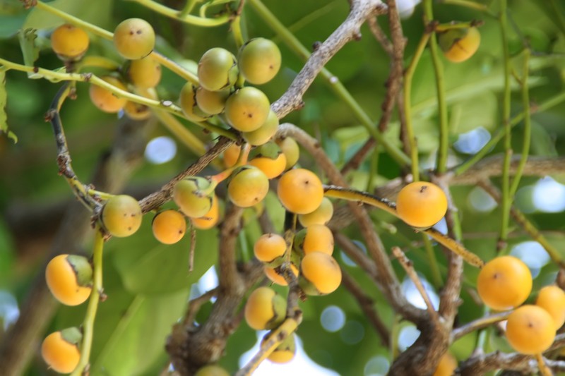 Malaysian Persimmon photo 6