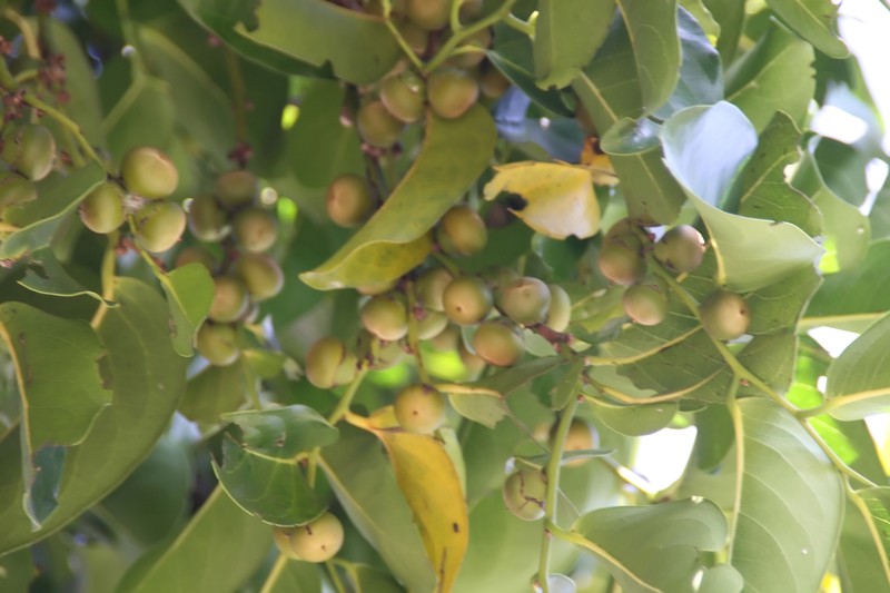 Malaysian Persimmon photo 3