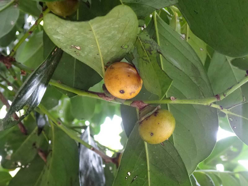 Malaysian Persimmon photo 7