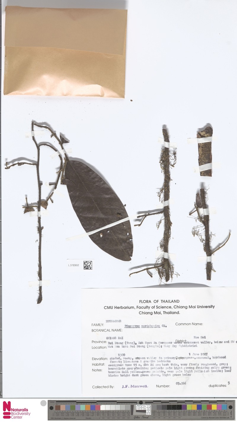 Diospyros martabanica